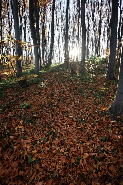 Schöner Herbstlicher Buchenwald Karpaten Ukraine — Stockfoto