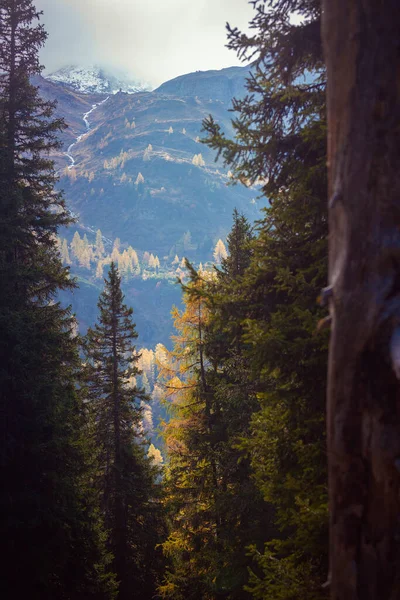 Vue Sur Colline Avec Mélèzes Jaunes Automne Dans Les Montagnes — Photo