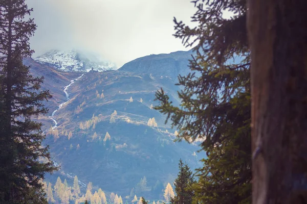 Pohled Kopec Žlutými Larchami Podzim Horách Krásná Krajina — Stock fotografie