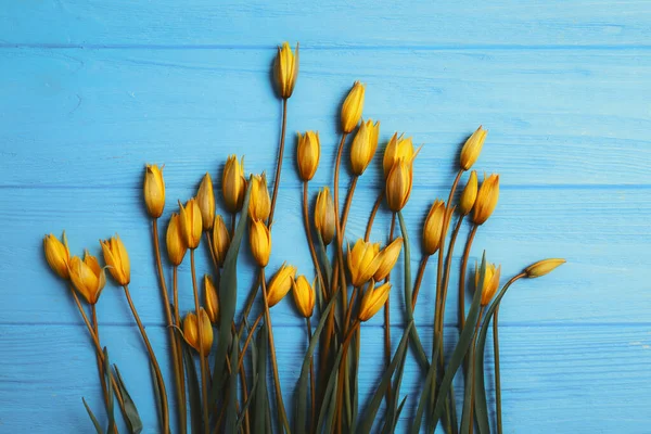 Nature Morte Belles Tulipes Jaunes Sauvages Sur Fond Bleu — Photo
