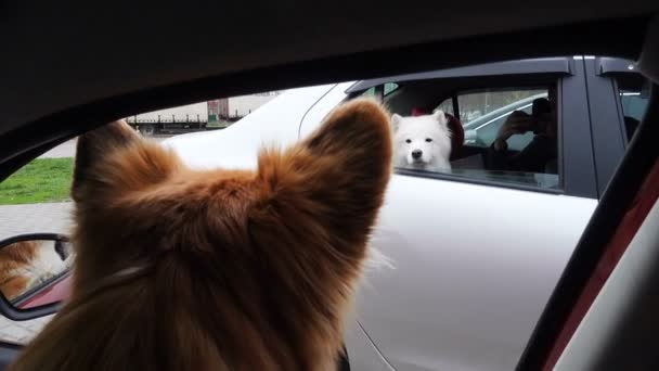 Câinii Cunosc Momentul Călătoriei Doi Câini Samoyed Welsh Corgi Fluffy — Videoclip de stoc