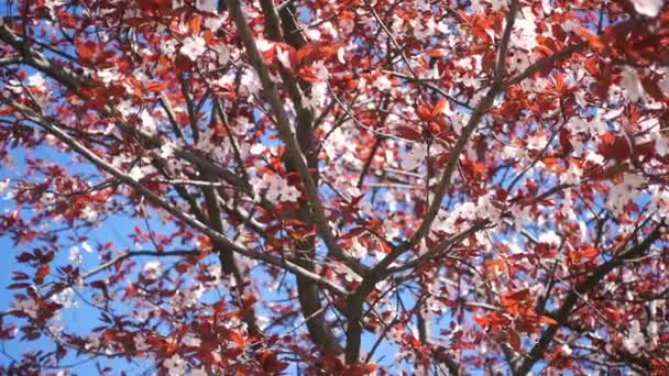 Cerisier Rose Fleurs Sur Vent Gros Plan — Video