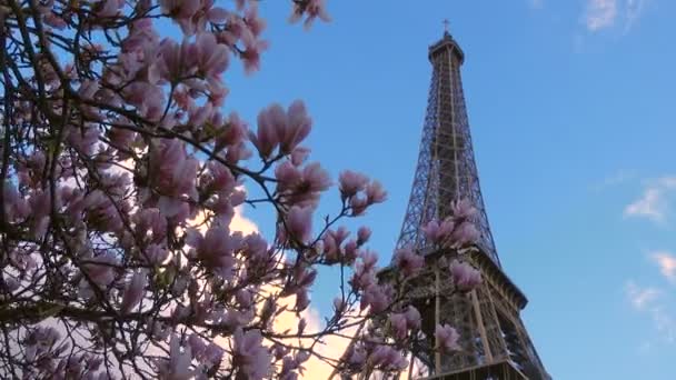 Πύργος Του Άιφελ Κλαδιά Δέντρου Sakura Και Γαλάζιο Ουρανό — Αρχείο Βίντεο