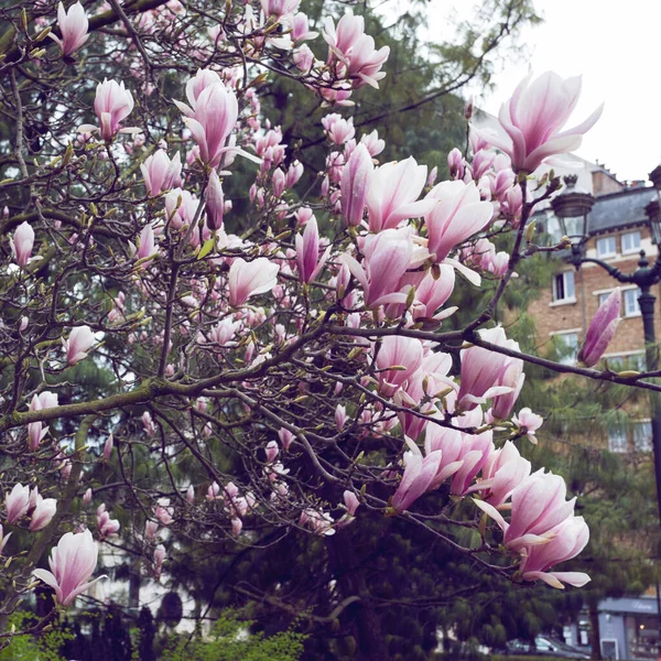 Blossoming Magnolia Backdrop Paris Spring Cit — Stock Photo, Image