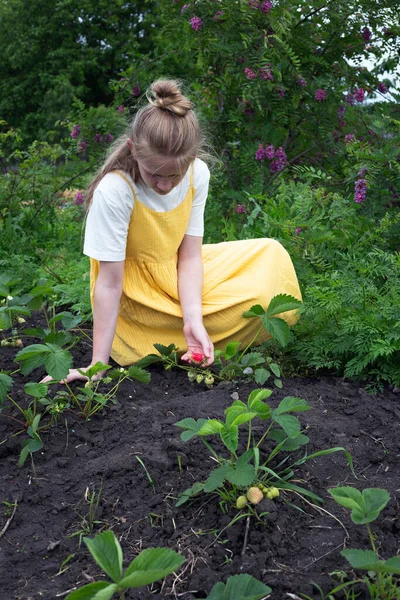 Girl Picking Strawberries Strawberry Garde — Stock Photo, Image