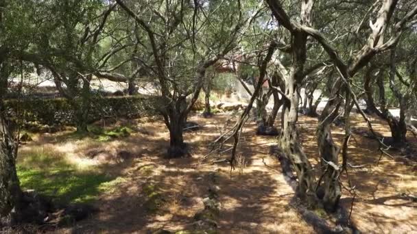 古いオリーブの木の下のオリーブ畑を歩くと夏の陽の光が差し込み日陰になります — ストック動画