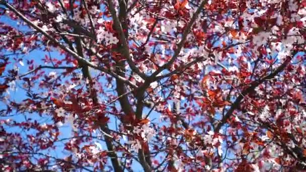 Árvore Cereja Florescente Rosa Vento Perto — Vídeo de Stock