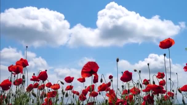 春の畑では風に吹かれて成長するケシの花が — ストック動画