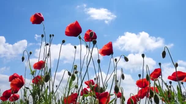 Wild Growing Poppies Flowers Wind Spring Field — Stock Video