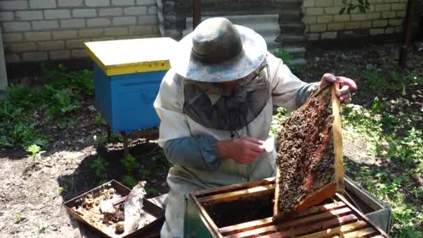 Μελισσοκόμος Εργάζεται Τις Μέλισσες Και Τις Κυψέλες — Αρχείο Βίντεο