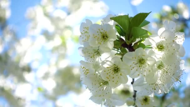 White Blooming Cherry Tree Wind Close — Stock Video