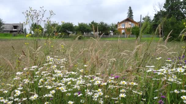 田舎の家の前に野生の花が咲く緑の草原 — ストック動画