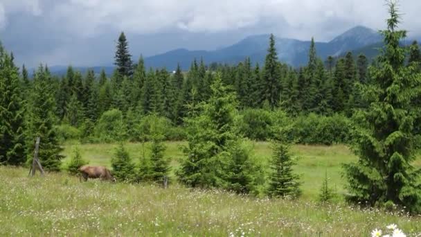 Vaca Una Pradera Las Montañas Con Las Colinas Verdes Hermosas — Vídeos de Stock