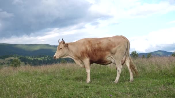 Krowy Pastwiskach Górskich Pięknymi Zielonymi Wzgórzami Chmurami Beackground — Wideo stockowe