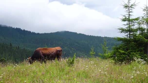 Krowy Pastwiskach Górskich Pięknymi Zielonymi Wzgórzami Chmurami Beackground — Wideo stockowe