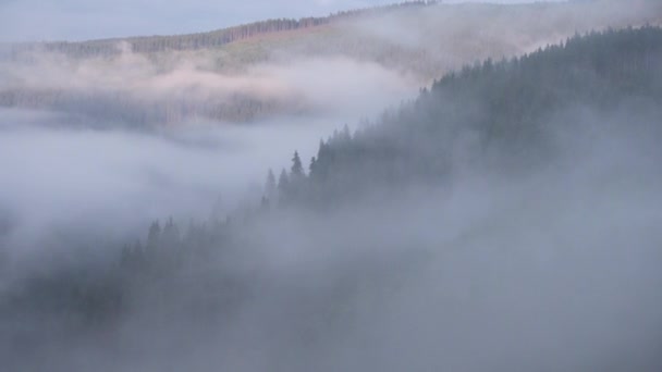 Mist Bedekt Dennen Rotsachtige Bergen — Stockvideo