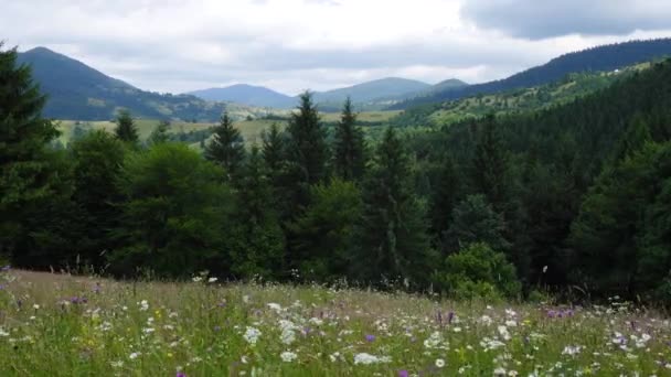 Mountain Landscape Wild Flowers Growing Green Grassland Clouds Floating Abobe — Stockvideo