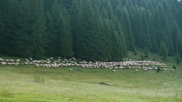 Flock Får Vid Bergen Med Tallskogen Bakgrunden — Stockvideo