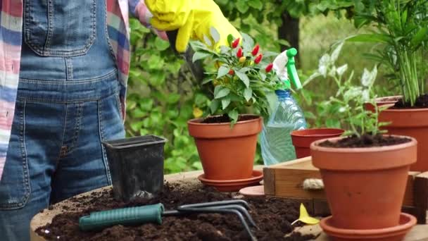 Mains Femme Plantant Des Fleurs Dans Des Pots Jardin — Video