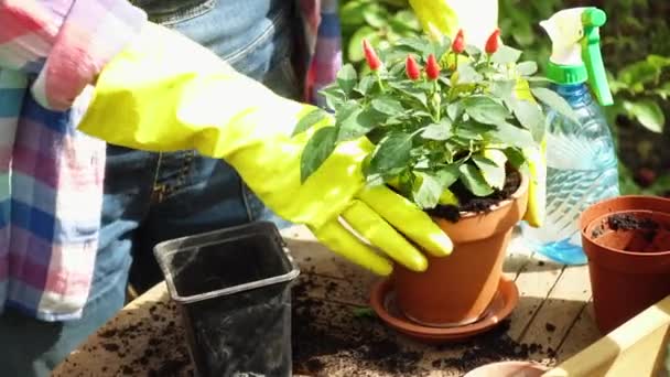 Mains Femme Plantant Des Fleurs Dans Des Pots Jardin — Video