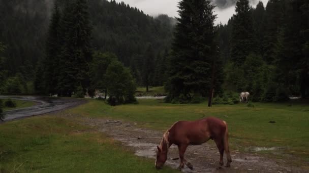 Wieczorna Panorama Gór Końmi Pasącymi Się Trawniku Leśnym Chmurami Unoszącymi — Wideo stockowe