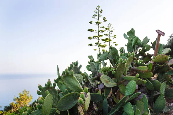 Cactus Sur Fond Mer Paysages Tropicaux — Photo