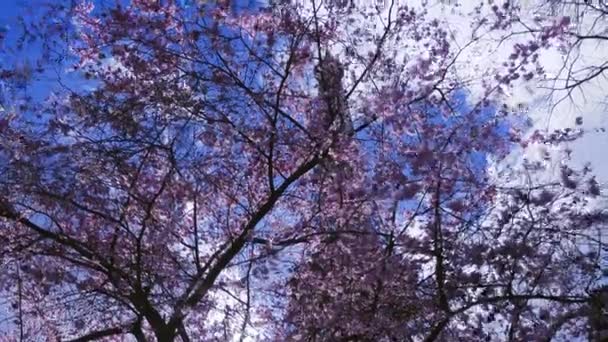 Sakura Ağacı Dalları Mavi Gökyüzü Olan Eyfel Kulesi — Stok video