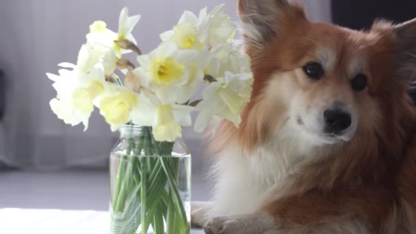 Fluffy Corgi Hund Sitter Nära Vasen Narcissus Blommor — Stockvideo