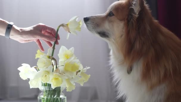 水仙の花瓶の近くに座っているふわふわのコルギの犬の花 — ストック動画