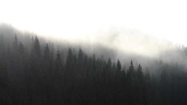 Vista Panorámica Del Paisaje Nublado Montaña Con Bosque Pinos Las — Vídeos de Stock