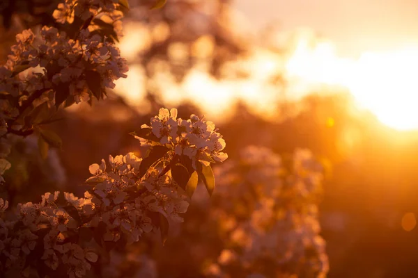 Цветущие Грушевые Ветви Весеннем Саду Закате — стоковое фото
