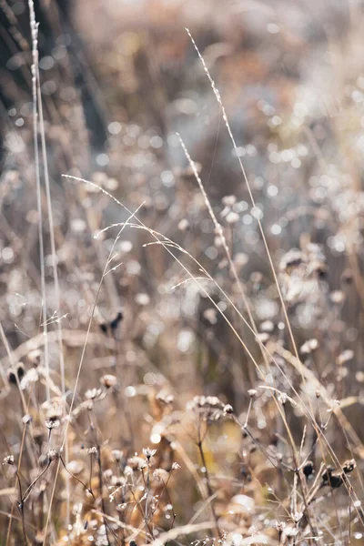 露水中的青草滴在背景中 自然的背景音乐 — 图库照片