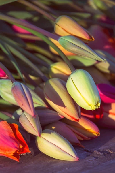 Énorme Bouquet Tulipes Couchées Sur Fond Bois Lumière Décor — Photo