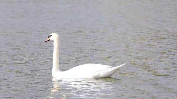 Beau Cygne Flottant Sur Lac Jour Ensoleillé — Video