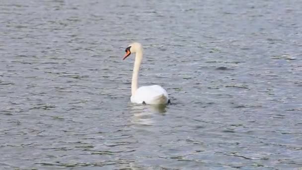 Красивий Лебідь Плаває Озері Сонячний День — стокове відео