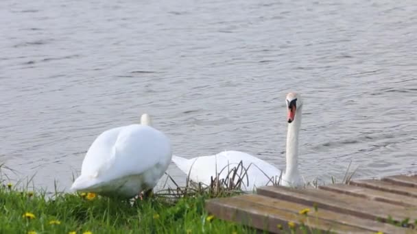 Hermoso Cisne Flotando Lago Día Soleado — Vídeo de stock