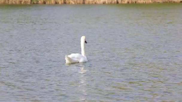 Красивий Лебідь Плаває Озері Сонячний День — стокове відео