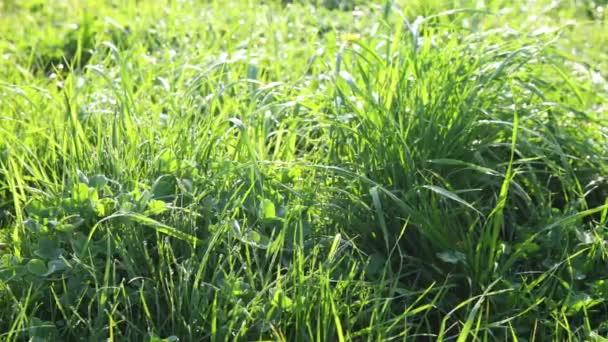 太陽の光で照らされた露が落ちる新鮮な朝の草を間近で見る — ストック動画