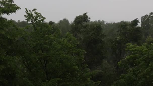 Soprando Árvores Durante Chuva Forte Vento Forte Mau Tempo Tempestade — Vídeo de Stock
