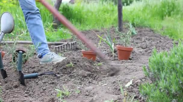 庭に野菜トマトの苗を植える 背景に苗 散水缶 シャベルを保持する手 — ストック動画