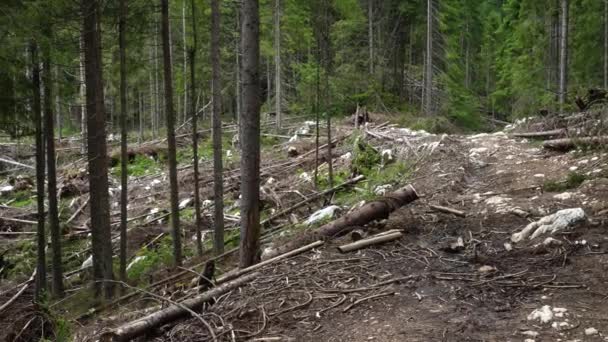 Área Deforestada Con Árboles Cortados Tocones Árboles Bosques Talados — Vídeo de stock