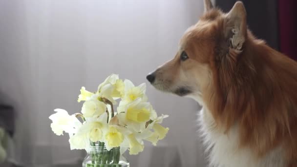 Fluffy Corgi Hond Zit Buurt Van Vaas Van Narcissen Bloemen — Stockvideo