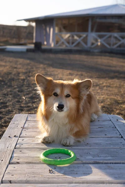Bonito Corgi Cão Com Seu Brinquedo — Fotografia de Stock
