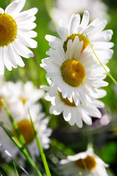 春天的背景 草原上的雏菊 — 图库照片