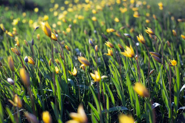 春黄花序中的郁金香 — 图库照片