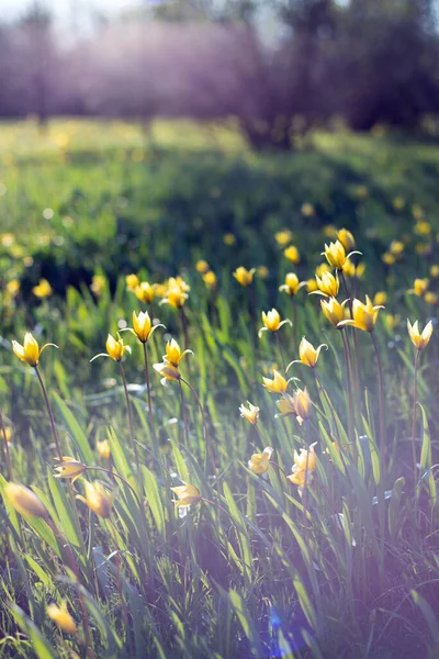Primavera Tulipanes Amarillos Meado — Foto de Stock