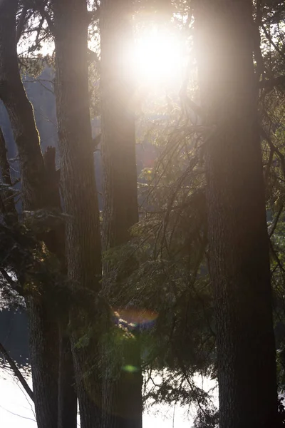 Vackert Bergslandskap Magisk Skog Vid Gryningen — Stockfoto