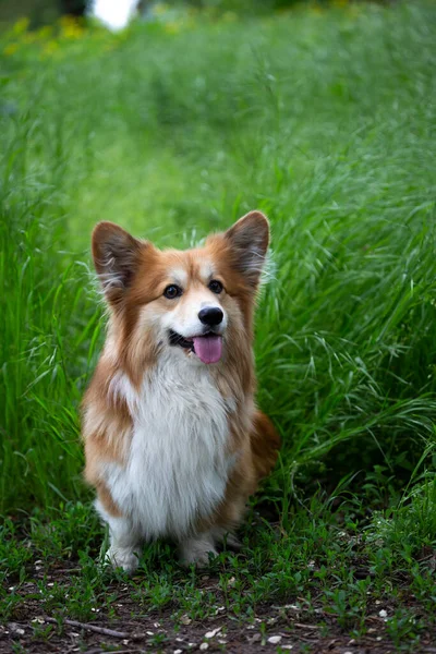 Corgi Soffice Close Ritratto Outdoo — Foto Stock