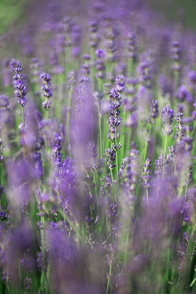 Provence Beautiful Blooming Lavender Field Franc — Stock Photo, Image