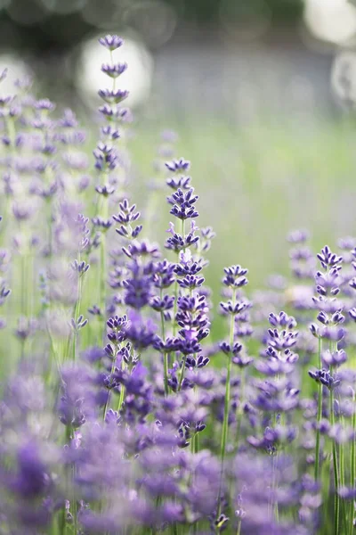 Provence Vackert Blommande Lavendelfält Franc — Stockfoto